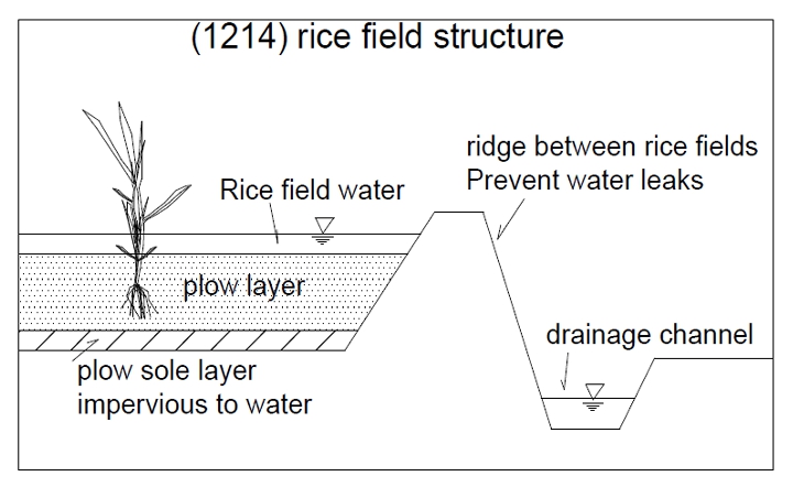 ricefield structure